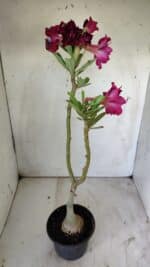 ENXERTO 11789 – 30cm (cor LM 526) - Imagem 6