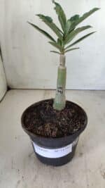 ENXERTO 11790 – 20cm (cor LM 991) - Imagem 2