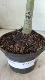 ENXERTO 11790 – 20cm (cor LM 991) - Imagem 4