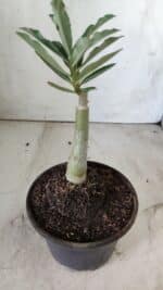 ENXERTO 11790 – 20cm (cor LM 991) - Imagem 3