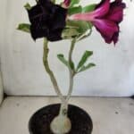 ENXERTO 11791 – 25cm (cor LM 218)