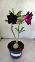 ENXERTO 11791 – 25cm (cor LM 218)