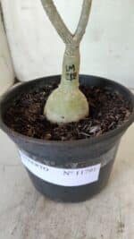 ENXERTO 11791 – 25cm (cor LM 218) - Imagem 9