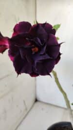 ENXERTO 11791 – 25cm (cor LM 218) - Imagem 4