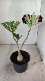 ENXERTO 11791 – 25cm (cor LM 218) - Imagem 6