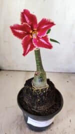 ENXERTO 11792 – 20cm (cor LM 887)