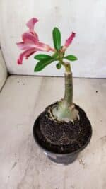 ENXERTO 11792 – 20cm (cor LM 887) - Imagem 4