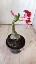 ENXERTO 11792 – 20cm (cor LM 887) - Imagem 3