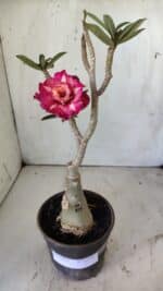 ENXERTO 11793 – 30cm (cor LM 725) - Imagem 2