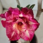 ENXERTO 11793 – 30cm (cor LM 725)