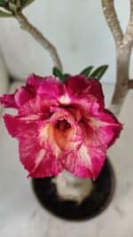 ENXERTO 11793 – 30cm (cor LM 725)