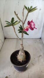 ENXERTO 11793 – 30cm (cor LM 725) - Imagem 4