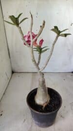 ENXERTO 11793 – 30cm (cor LM 725) - Imagem 5