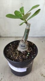 ENXERTO 11794 – 20cm (cor LM 1003) - Imagem 2