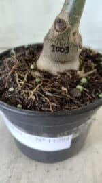 ENXERTO 11794 – 20cm (cor LM 1003) - Imagem 4