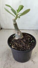 ENXERTO 11794 – 20cm (cor LM 1003) - Imagem 3