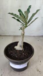 ENXERTO 11796 – 20cm (cor LM 991) - Imagem 2