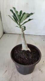 ENXERTO 11796 – 20cm (cor LM 991) - Imagem 3