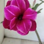 ENXERTO 11797 – 30cm (cor LM 707)