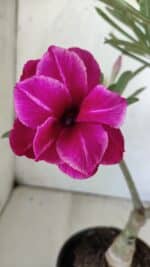 ENXERTO 11797 – 30cm (cor LM 707)