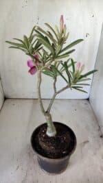 ENXERTO 11797 – 30cm (cor LM 707) - Imagem 5