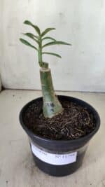 ENXERTO 11798 – 20cm (cor LM 978) - Imagem 2