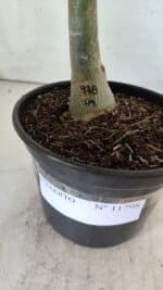 ENXERTO 11798 – 20cm (cor LM 978) - Imagem 4