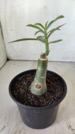 ENXERTO 11798 – 20cm (cor LM 978) - Imagem 3