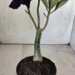 ENXERTO 11799 – 25cm (cor LM 449)