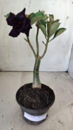 ENXERTO 11799 – 25cm (cor LM 449)