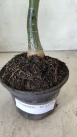 ENXERTO 11799 – 25cm (cor LM 449) - Imagem 7