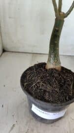 ENXERTO 11799 – 25cm (cor LM 449) - Imagem 6