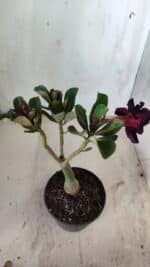 ENXERTO 11799 – 25cm (cor LM 449) - Imagem 5