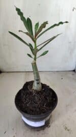 ENXERTO 11800 – 20cm (cor LM 424) - Imagem 2