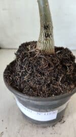 ENXERTO 11800 – 20cm (cor LM 424) - Imagem 4