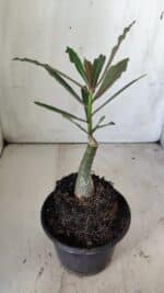 ENXERTO 11800 – 20cm (cor LM 424) - Imagem 3