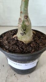 ENXERTO 11801 – 20cm (cor LM 913) - Imagem 4