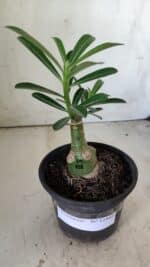 ENXERTO 11803 – 20cm (cor LM 618) - Imagem 2