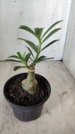 ENXERTO 11803 – 20cm (cor LM 618) - Imagem 3