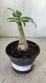 ENXERTO 11804 – 20cm (cor LM 962) - Imagem 2