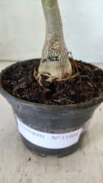 ENXERTO 11804 – 20cm (cor LM 962) - Imagem 4