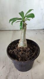 ENXERTO 11804 – 20cm (cor LM 962) - Imagem 3