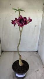 ENXERTO 11805 – 30cm (cor LM 870) - Imagem 2