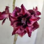 ENXERTO 11805 – 30cm (cor LM 870)