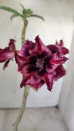 ENXERTO 11805 – 30cm (cor LM 870)