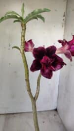 ENXERTO 11805 – 30cm (cor LM 870) - Imagem 4