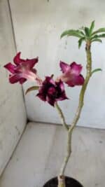 ENXERTO 11805 – 30cm (cor LM 870) - Imagem 5