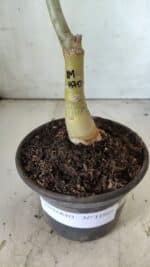 ENXERTO 11805 – 30cm (cor LM 870) - Imagem 7