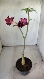 ENXERTO 11805 – 30cm (cor LM 870) - Imagem 6