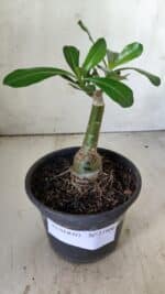 ENXERTO 11806 – 20cm (cor LM 966) - Imagem 2